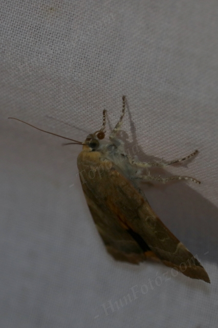 Noctua fimbriata - szélessávú sárgafűbagoly