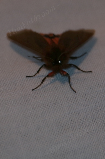 Phragmatobia fuliginosa - füstös medvelepke