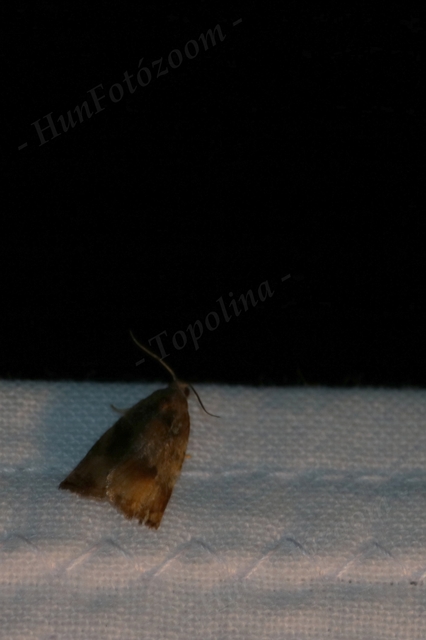 Archips