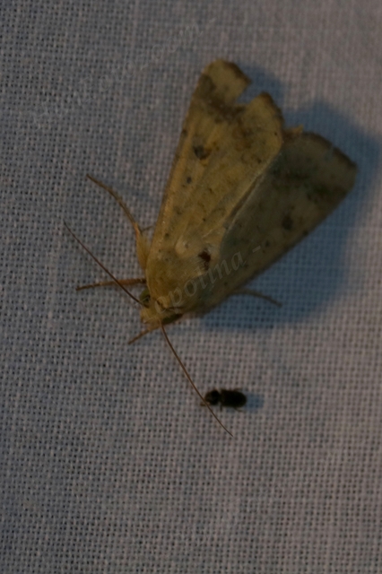Helicoverpa armigera - kukorica-veteménybagoly