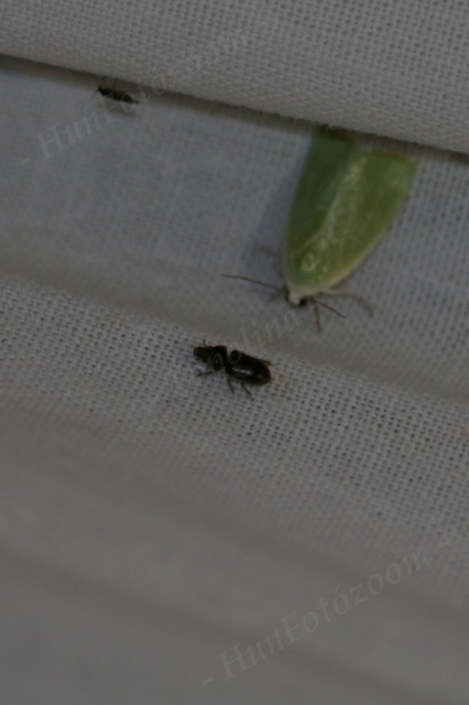 Heteroceridae - iszapbogárfélék