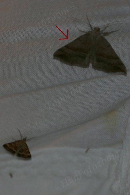 Hypena proboscidalis - ormányos karcsúbagoly