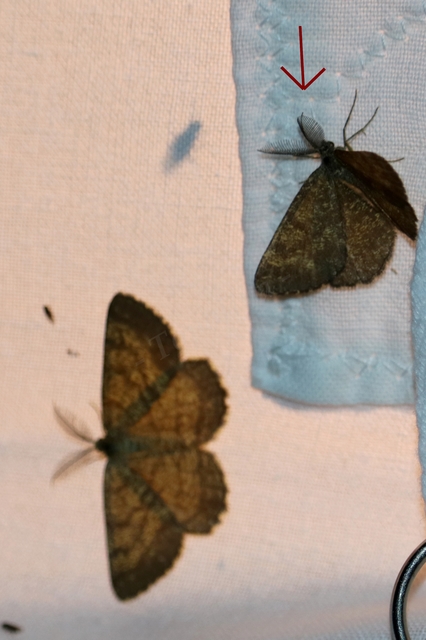 Ematurga atomaria - barna rétiaraszoló