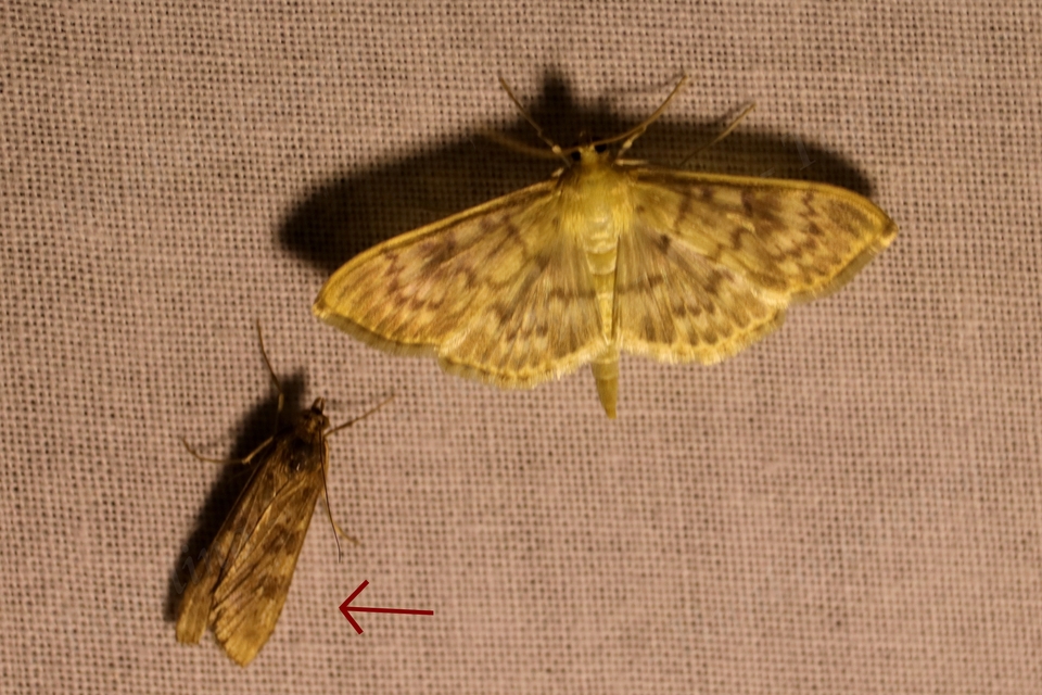 Nomophila noctuella - közönséges vándormoly