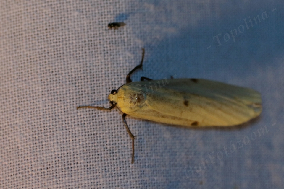Lithosia quadra - négypettyes zuzmószövő Lithosia quadra - négypettyes zuzmószövő