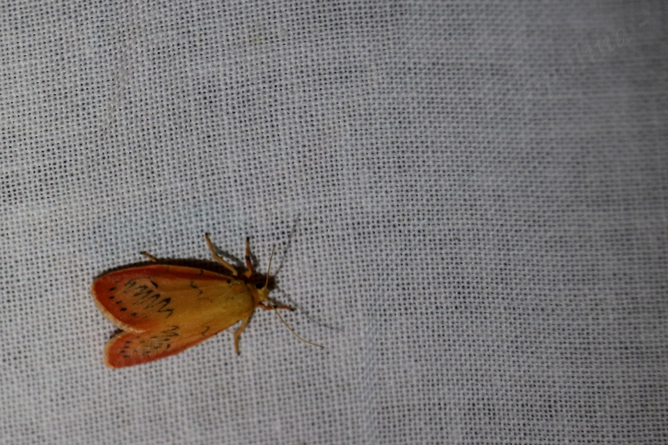 Miltochrista miniata - piros medvelepke