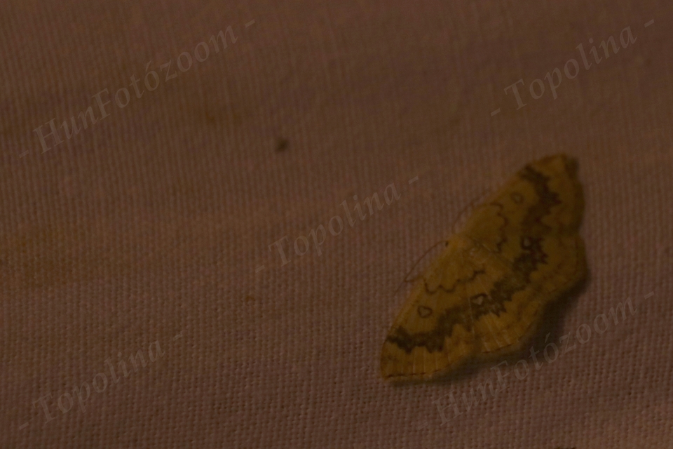 Cyclophora annularia - gyűrűs pettyesaraszoló