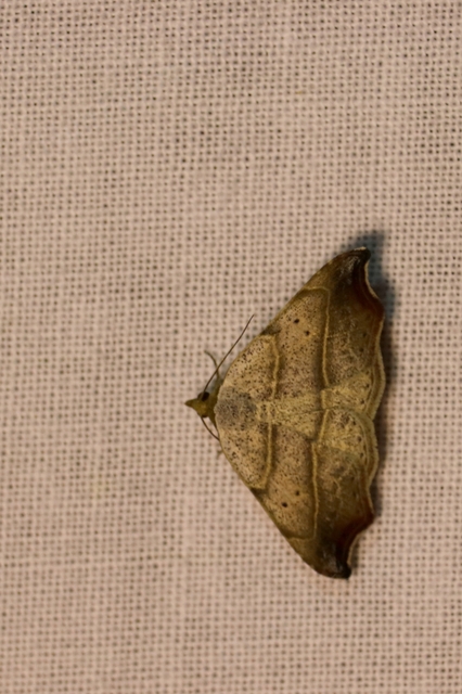 Laspeyria flexula - zuzmóbagoly