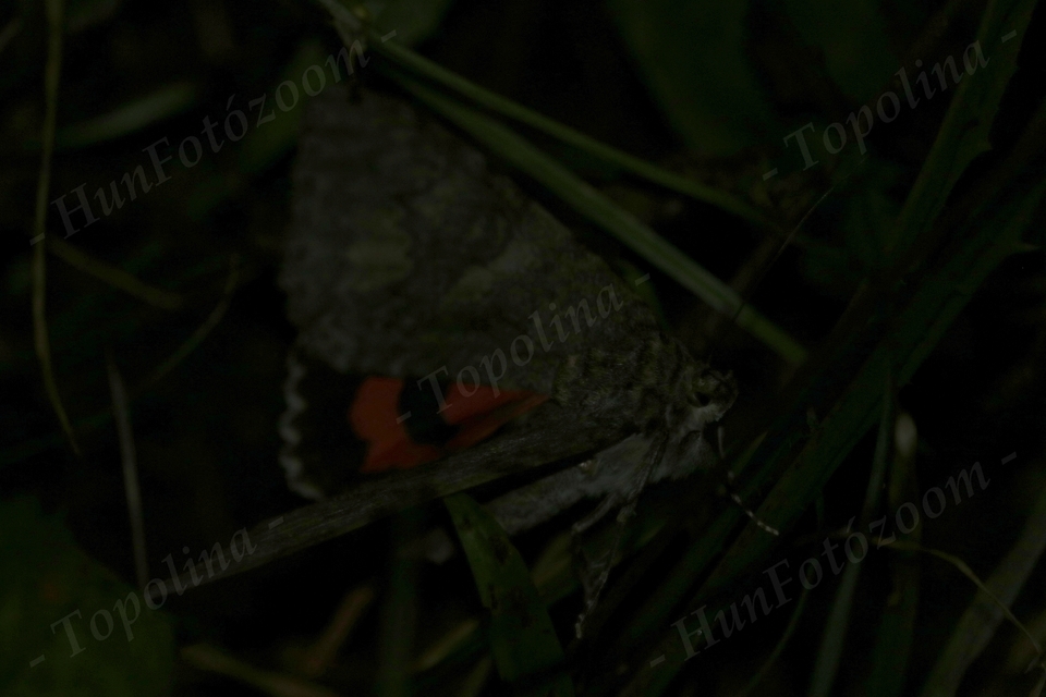 Catocala nupta - piros övesbagoly