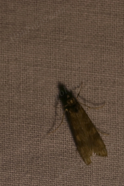 Nomophila noctuella - közönséges vándormoly