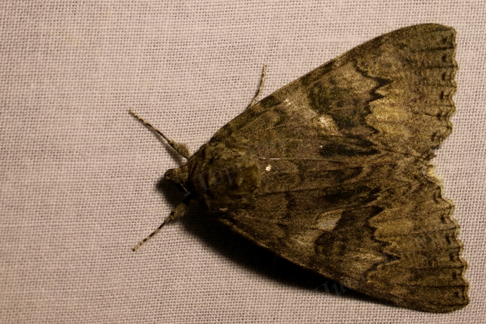 Catocala nupta - piros övesbagoly