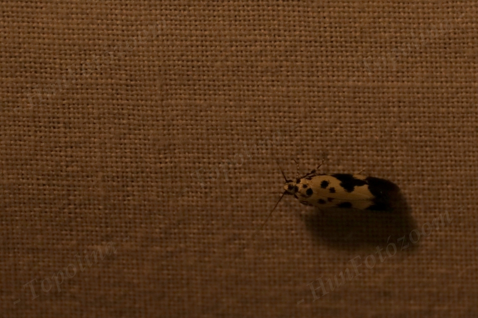 Ethmia quadrillella - gyászos feketemoly
