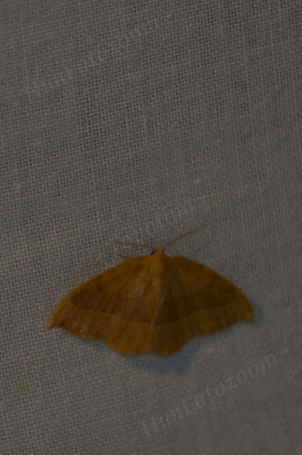 Watsonalla cultraria - bükkfa-sarlósszövő