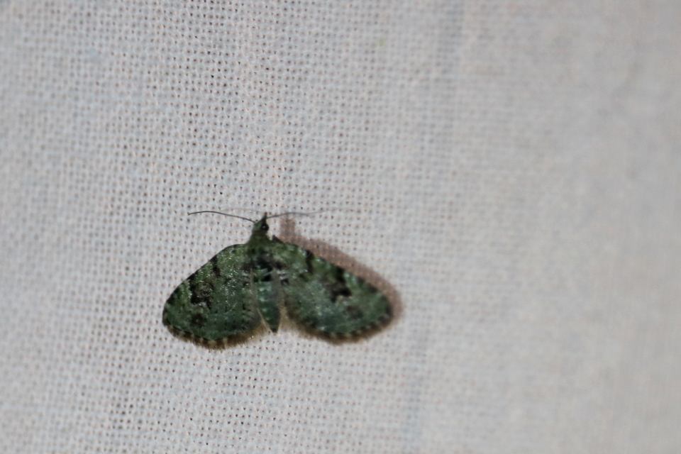 Chloroclystis v-ata - zöldes törpearaszoló