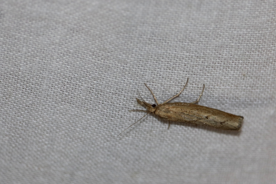 Pediasia contaminella - mocskos fűgyökérmoly
