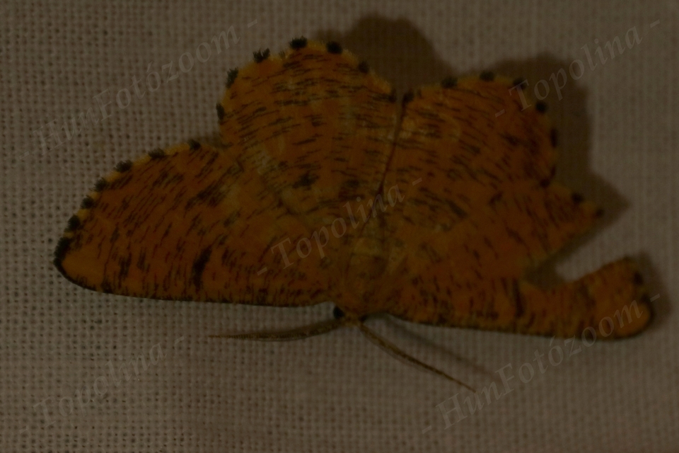 Angerona prunaria - sárga kökényaraszoló
