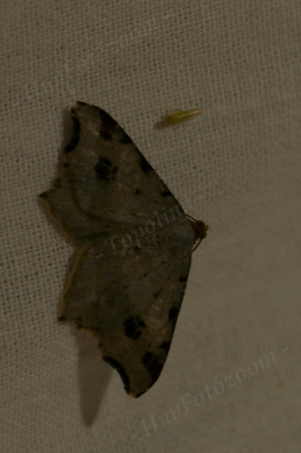Macaria alternata - közönséges szürkearaszoló