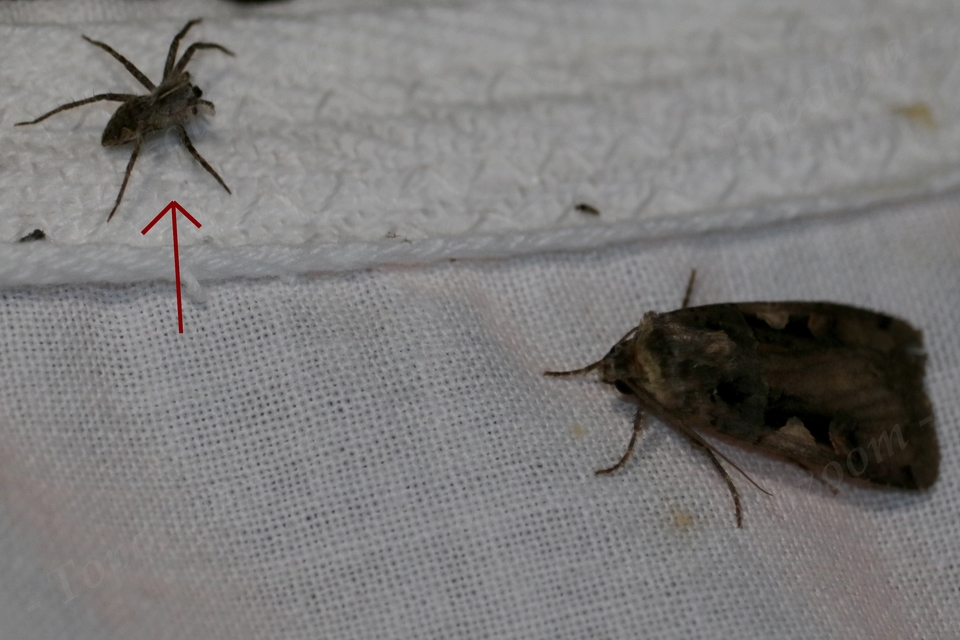 Pisaura mirabilis - csodáspók