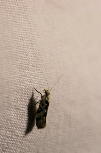 Ypsolopha sequella - ligeti tarkamoly