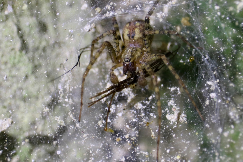 Tegenaria ferruginea - hegyi zugpók