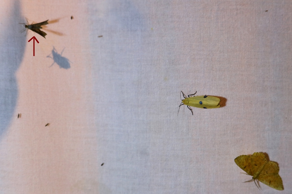 Macaria alternata - közönséges szürkearaszoló