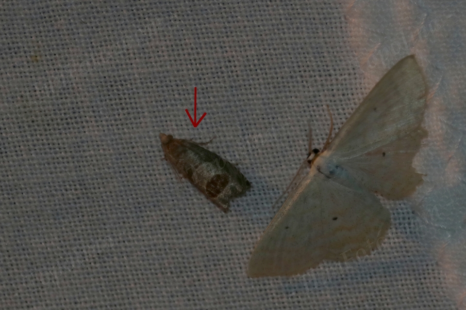 Notocelia uddmanniana - málnasodró tükrösmoly