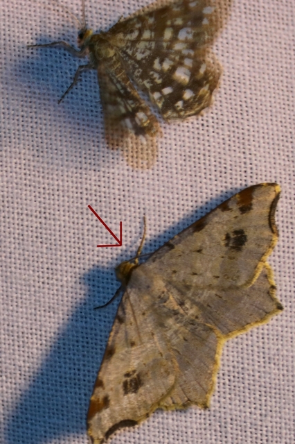 Macaria alternata - közönséges szürkearaszoló