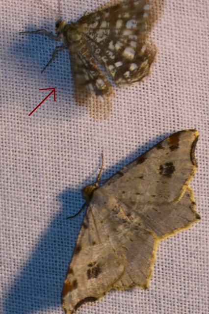 Chiasmia clathrata - rácsos rétiaraszoló
