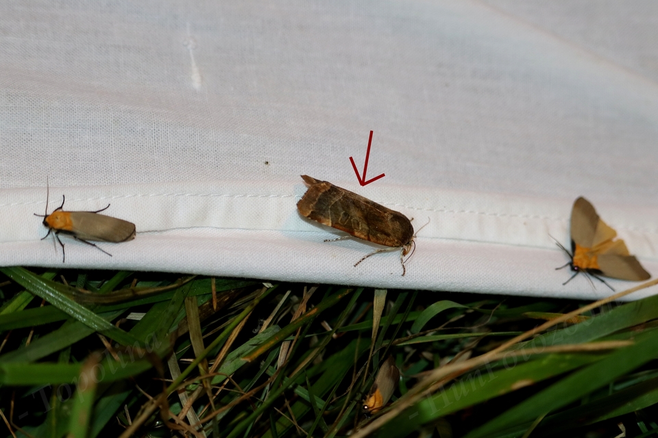 Noctua fimbriata - szélessávú sárgafűbagoly