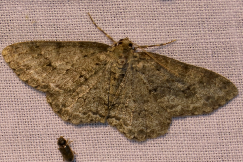 Ectropis crepuscularia - avararaszoló
