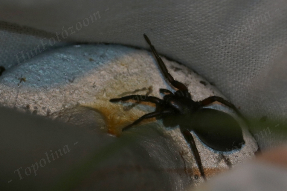Gnaphosidae - kövipókok