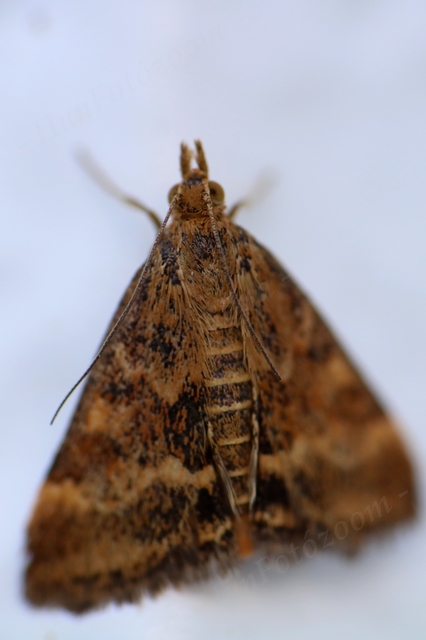 Pyrausta despicata - réti bíbormoly