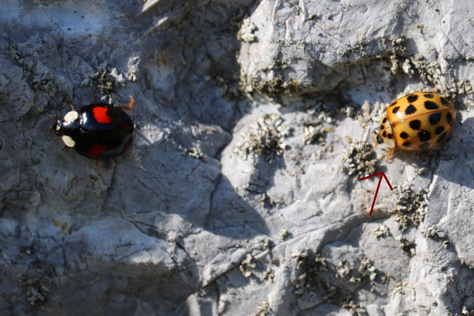 Harmonia axyridis - harlekinkatica