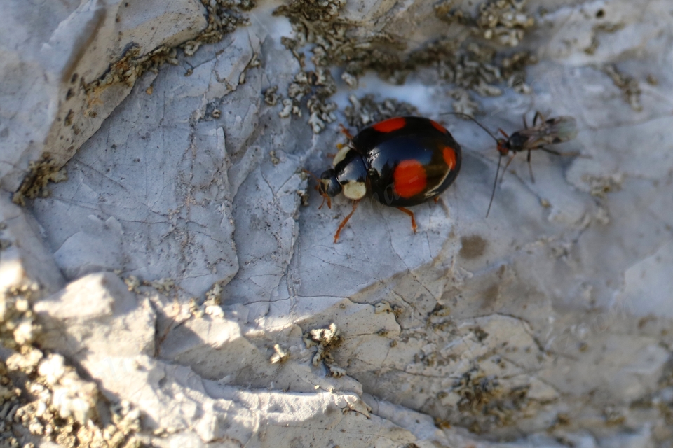 Harmonia axyridis - harlekinkatica