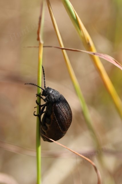 Galeruca pomonae - barna olajosbogár