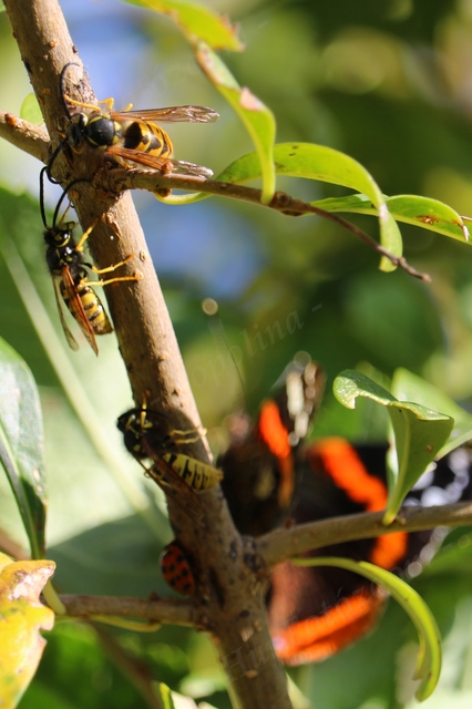 Vespula