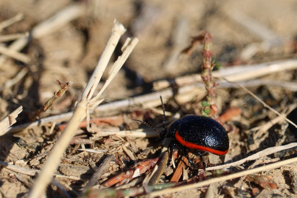 Chrysolina rossia - trapézhátú szegélyeslevelész