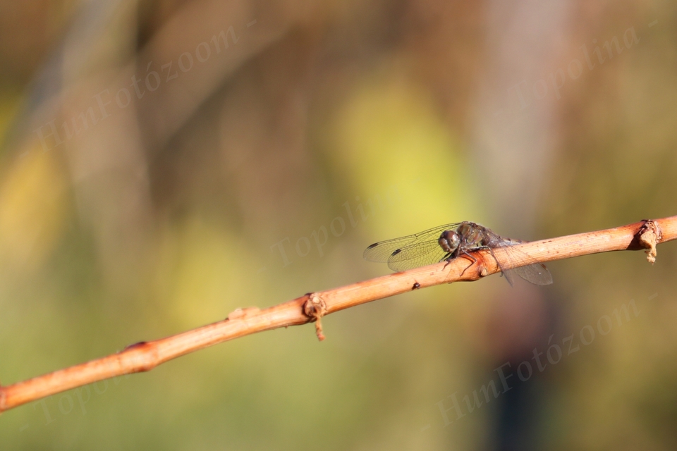 Sympetrum striolatum - harántsávos katona-szitakötő