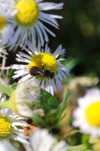 Vespula