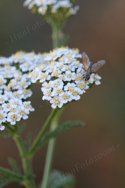 Tachinidae - fürkészlegyek
