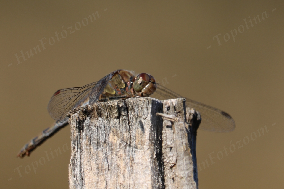 Sympetrum striolatum - harántsávos katona-szitakötő