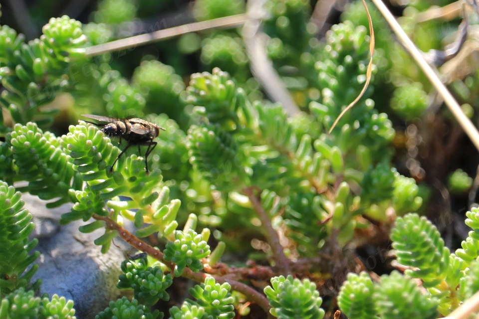 Tachinidae - fürkészlegyek