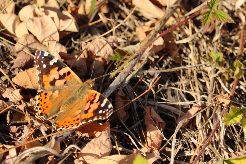 Vanessa cardui - bogáncslepke