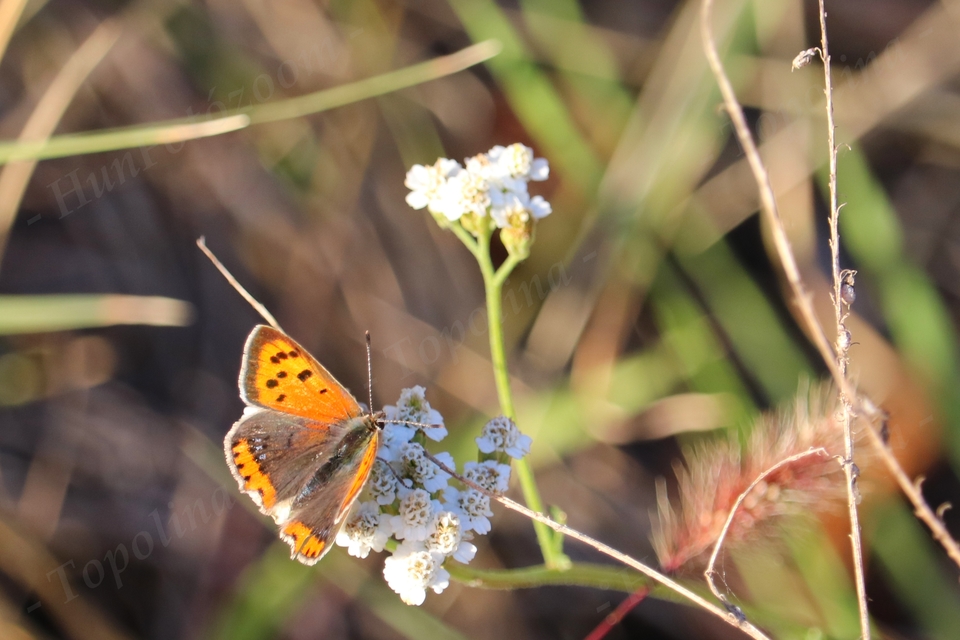Lycaena phlaeas - közönséges tűzlepke