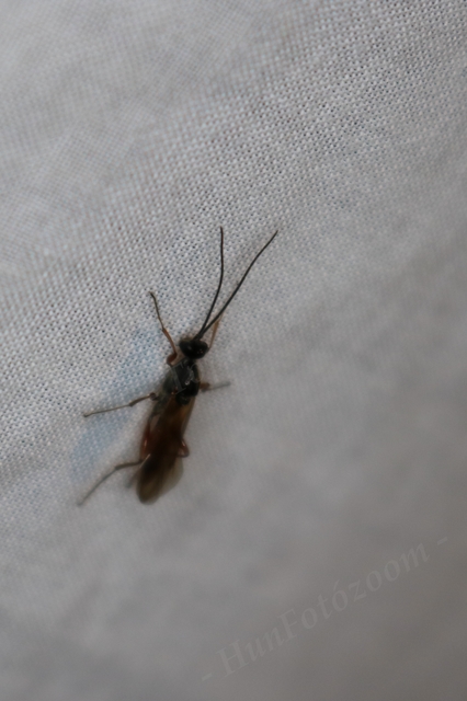 Braconidae - gyilkosfürkészek