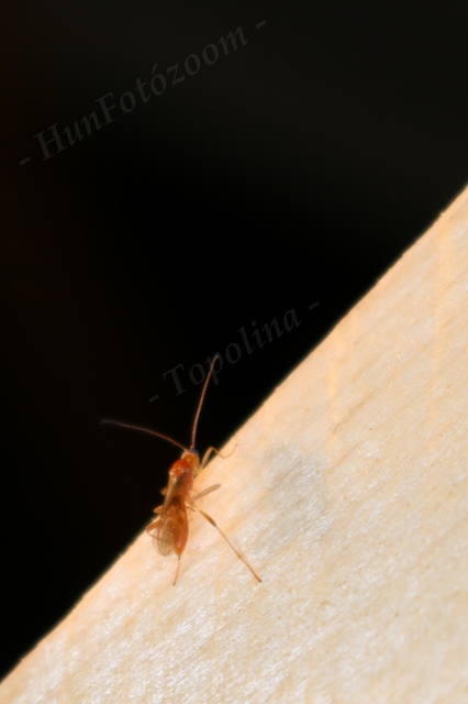 Ichneumonidae - valódi fürkészdarazsak
