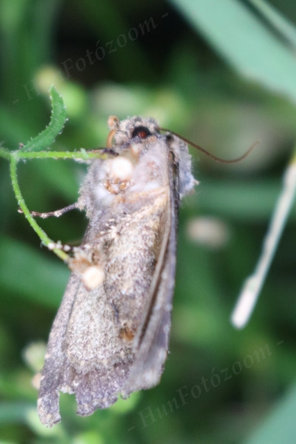 Allophyes oxyacanthae - galagonyabagoly