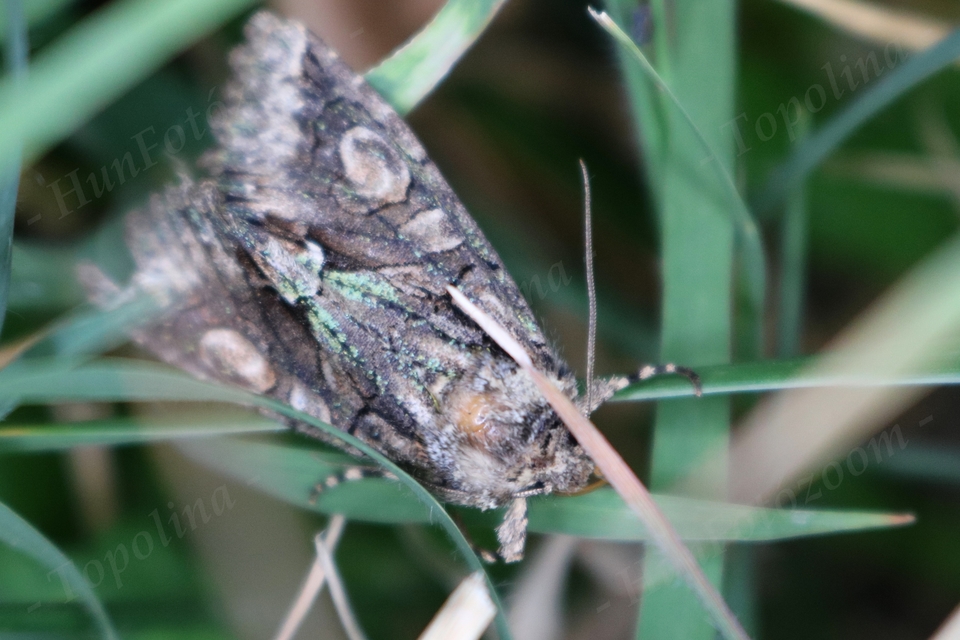 Allophyes oxyacanthae - galagonyabagoly