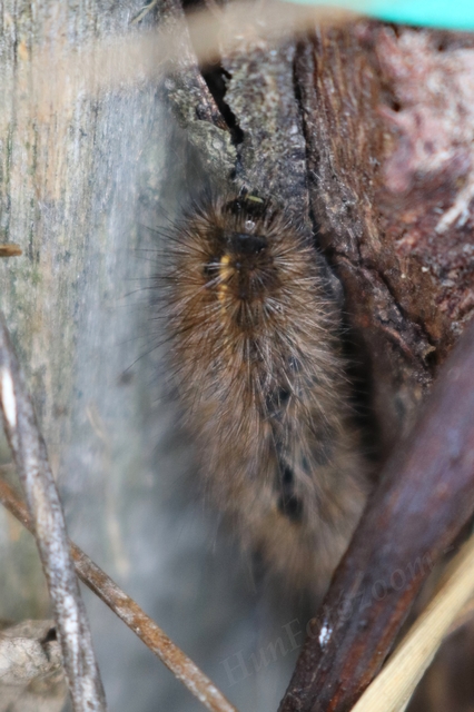 Spilosoma