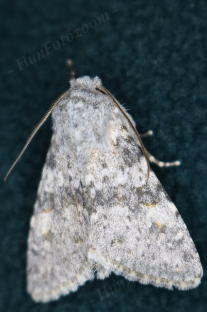 Polymixis rufocincta isolata - magyar tarkabagoly